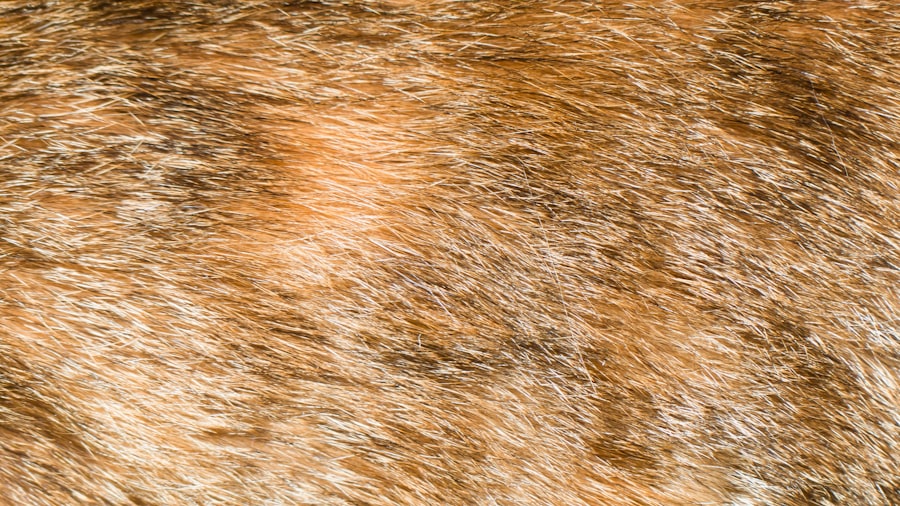 Photo fur vest
