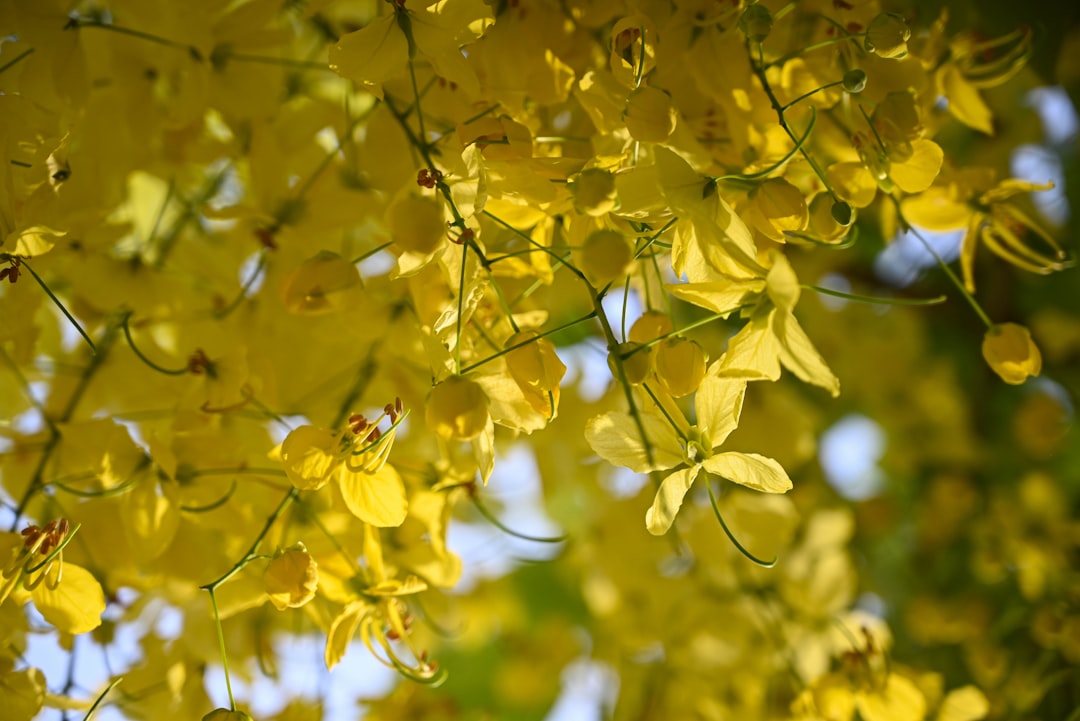 Photo laburnum